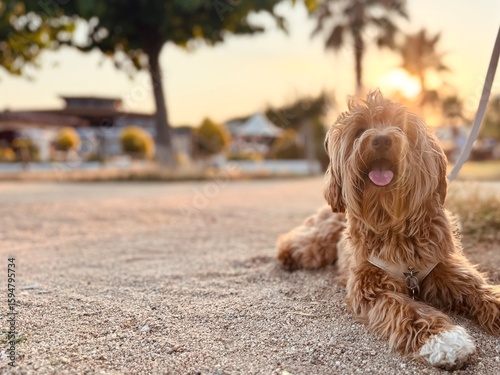 Behang Dog resting on the promenade at sunset after a walk – warm golden light and peac