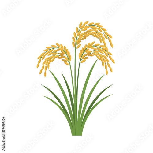 Rice Plant Illustration on White Background