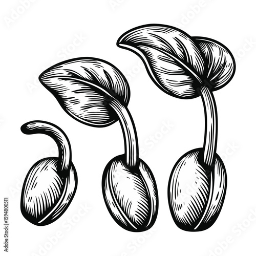 Illustrative seed germination stages in hand-drawn engraving style on white backdrop. Series of seed germination stages showcases plant growth from sprout to seedling, engraved for detailed effect.