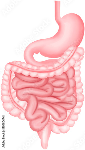 Obraz na plátně Gastrointestinal Tract: Stomach and Intestines