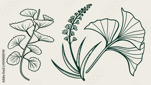 Green line art botanical illustrations of Centella Asiatica, a flowering plant, and Ginkgo Biloba leaves hand-drawn in vintage style.
