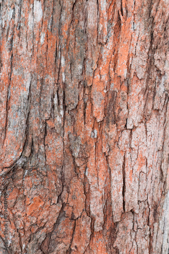 Obraz premium bark of a tree