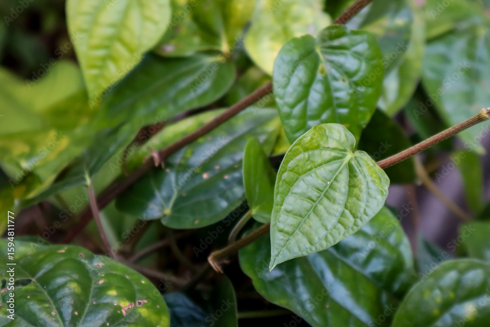 custom made wallpaper toronto digitalgreen leaves in the morning