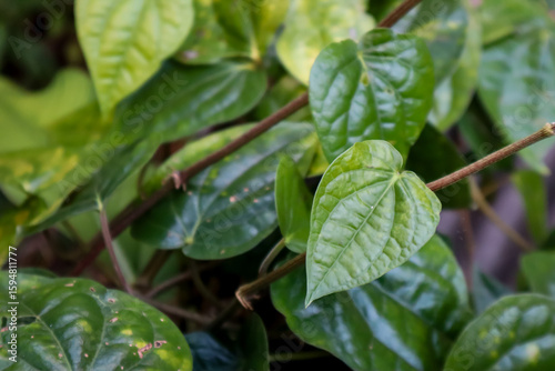 Wallpaper Mural green leaves in the morning Torontodigital.ca