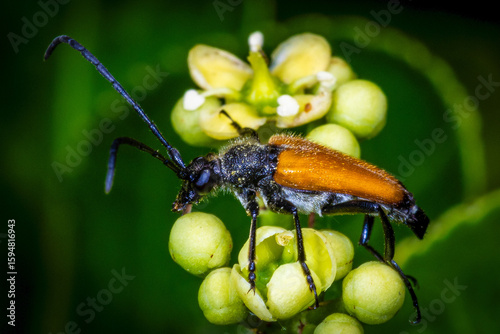 Tableau sur toile Longhorn Beetle on Green Berries