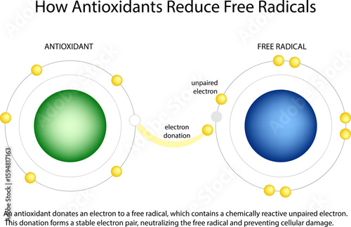 Antioxidant and Free Radical Interaction Molecular Diagram. Electron Donation by Antioxidants. How Antioxidants Neutralize Free Radicals