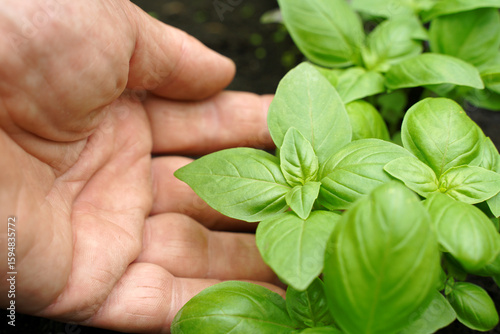 Farmer's hand touches the leaves of green basil growing in a greenhouse. Close-up of fresh young basil on a vegetable field. Concept of growing healthy food.