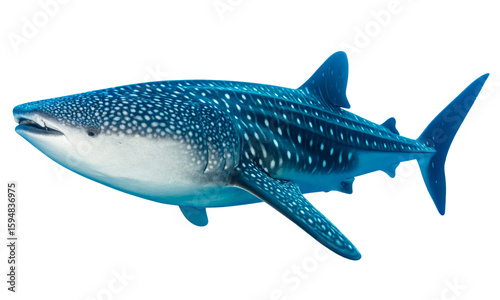 Whale shark large fish blue white spots ocean aquatic marine underwater peaceful gentle giant swimming tropical sea wildlife nature isolated fin tail mouth gills pattern dorsal fin endangered