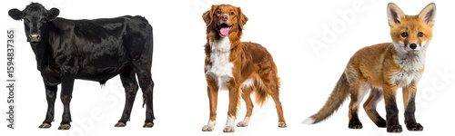 Wallpaper Mural Black cow, brown dog, and red fox standing on transparency background, each animal facing forward with alert and curious expressions, isolated, domestic and wild animals together Torontodigital.ca