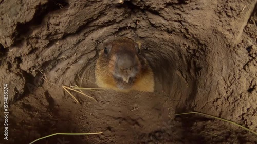 Filming inside a marmot hole - Steppe Marmot (Marmota bobak) digs out the Earth from the depths of the hole, close-up.