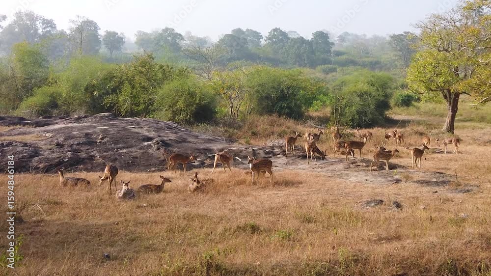 Bandipur National Park, Karnataka, India. Bandipur National Park, Karnataka, India.