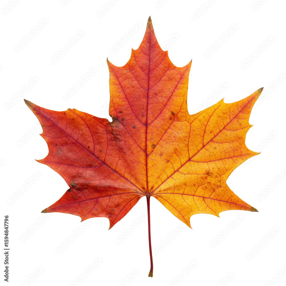 Fototapeta premium A single, perfectly preserved, vibrant autumn maple leaf, showcasing deep reds, bright oranges, warm yellows, and intricate venation, isolated on a transparent background with copy space, top-down