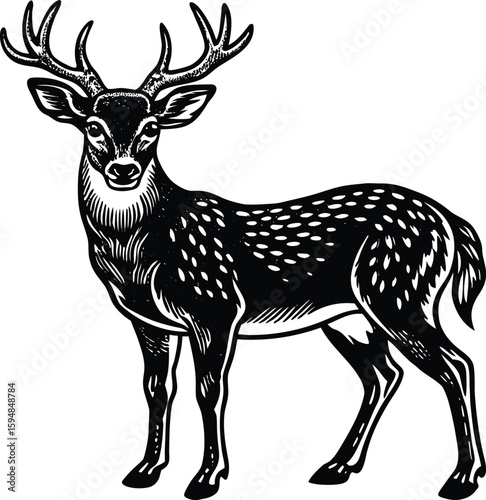 Detailed Illustration of a White Tailed Deer Possibly a Deer Illustration in CMYK Colors