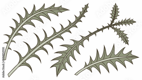 High-quality vector illustration of multiple spiky thistle leaves, showcasing detailed serrated edges and sharp thorns in a natural grey-green botanical design.