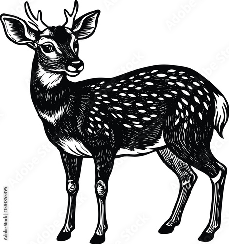 Vector Illustration of a Tufted Deer with Detailed Fur and Antlers