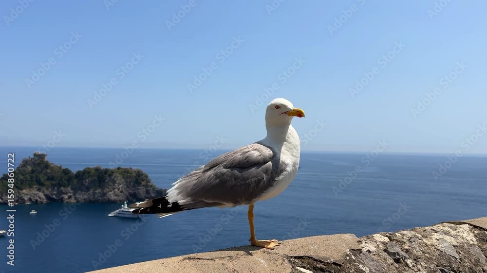 Close-up drone view of a seagull resting on a stone parapet high above the Amalfi Coast, with the Tyrrhenian Sea and yachts glimmering below in the Gulf of Salerno, Italy Close-up drone view of a seagull resting on a stone parapet high above the Amalfi Coast, with the Tyrrhenian Sea and yachts glimmering below in the Gulf of Salerno, Italy