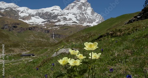 Majestic mountain flowers bloom under the gaze of towering peaks in a peaceful Swiss valley