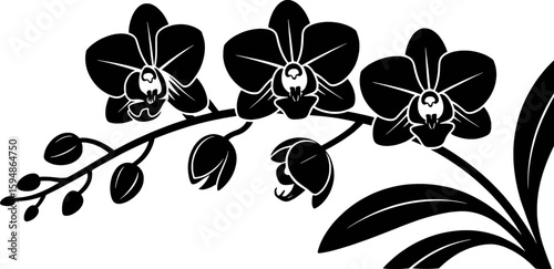 Black orchid flowers on a branch with buds and leaves bloom petal