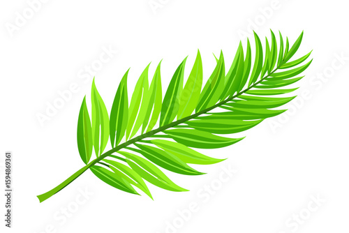 Vibrant green palm frond with detailed leaves against a black background