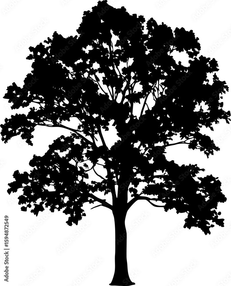 Obraz premium Silhouette of a tree with a full canopy and visible branches against a white background