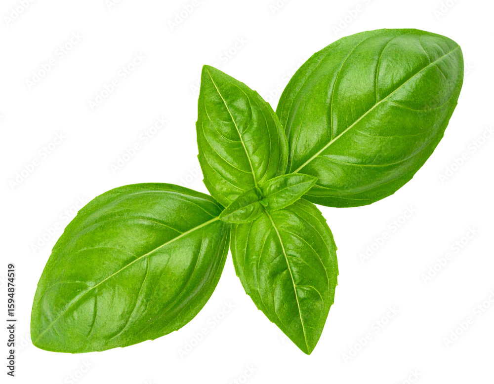 Organic basil sprig isolated on transparent background Organic basil sprig isolated on transparent background