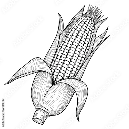 Corn on the cob in a detailed sketch style