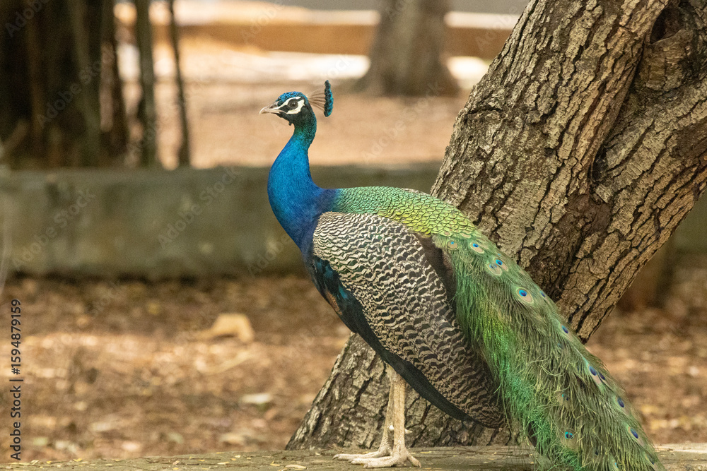 Obraz premium Vibrant blue and green colored Indian peacock with long tails looks stunning