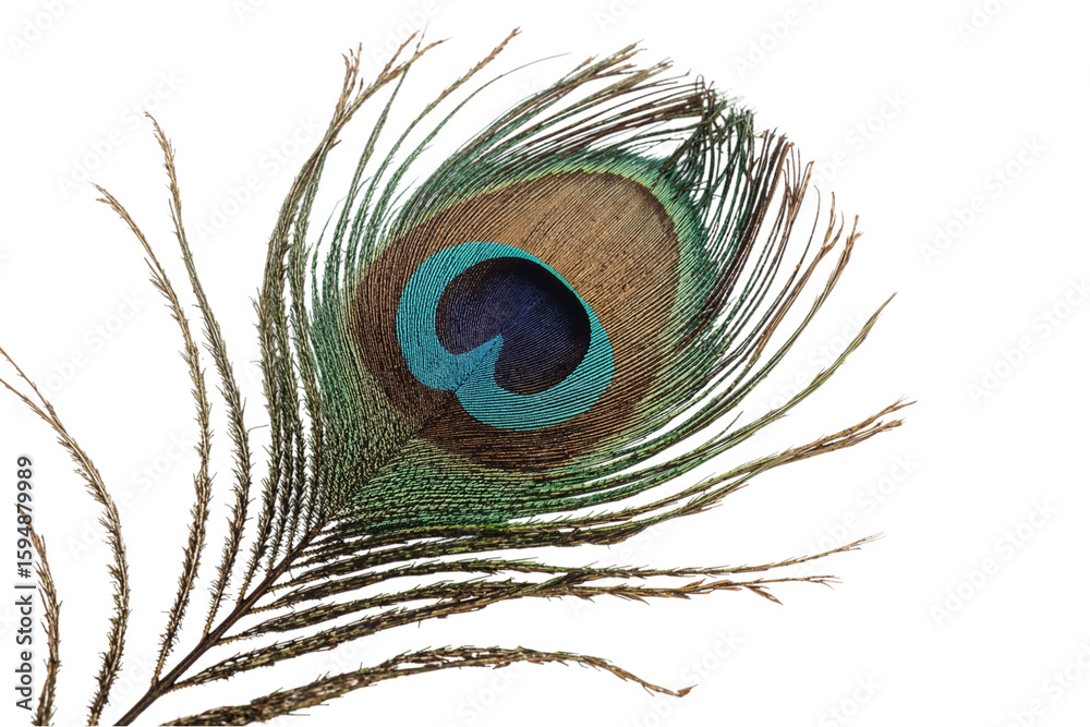 Fototapeta premium Evocative peacock feather shimmering with blues and greens against a dark mysterious canvas to on transparent background