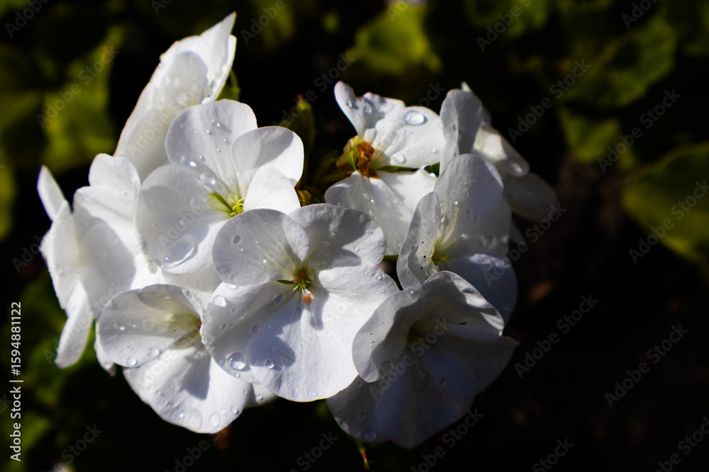 Obraz premium Close up photograph of white flowers