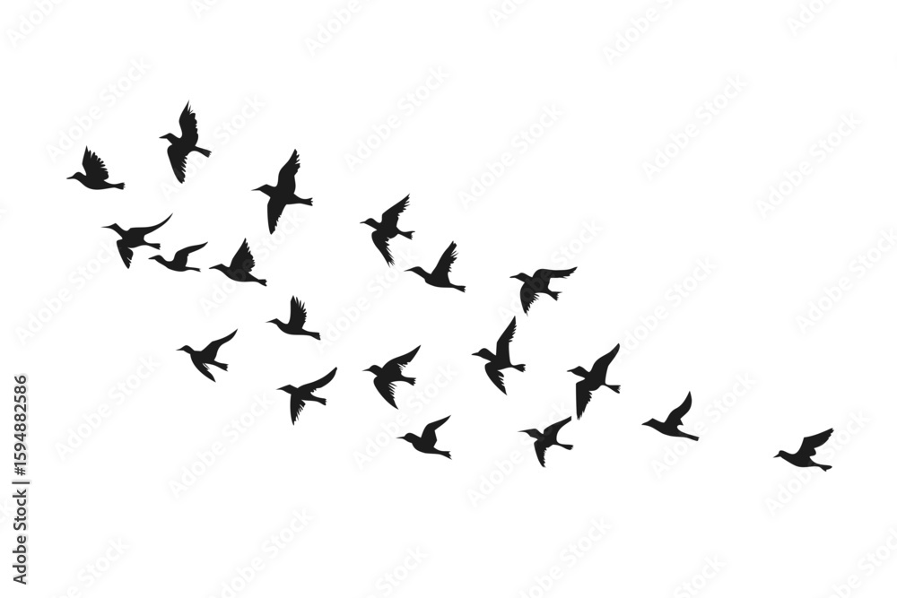 Fototapeta premium Flock of birds silhouettes flying in formation against a White background