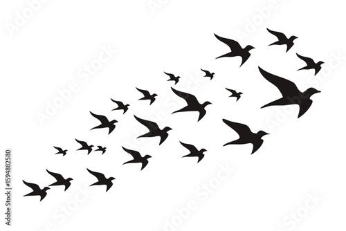 Silhouette of a flock of birds flying in formation against a White background