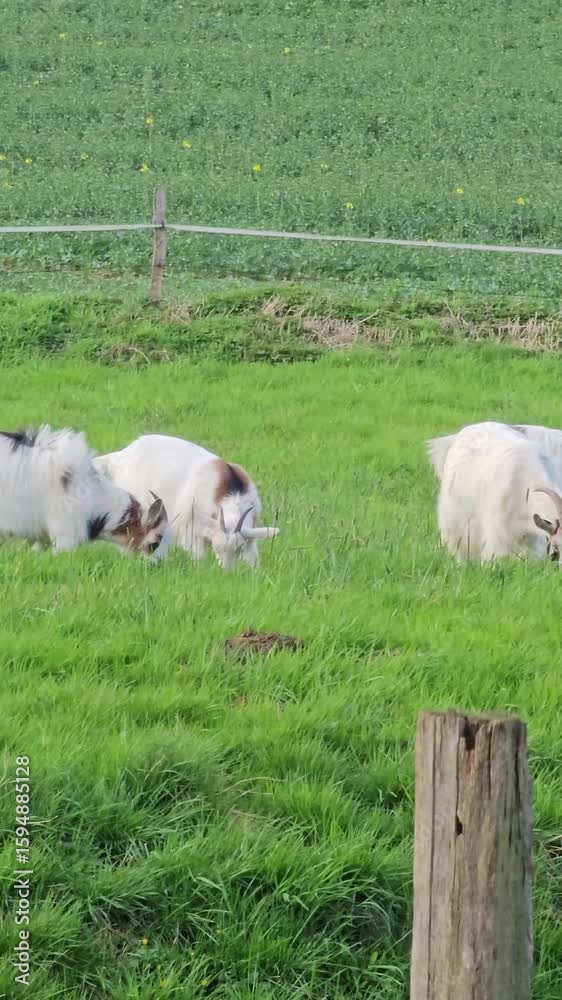 Organic farming: Goats graze freely on the pasture Organic farming: Goats graze freely on the pasture