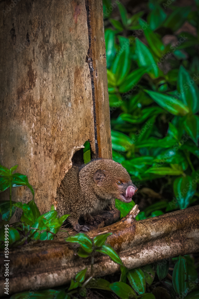 Fototapeta premium Język zwierzaka