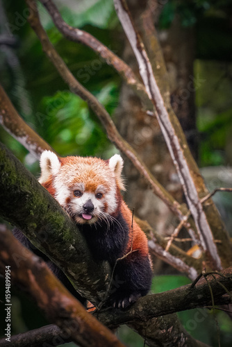 Red panda