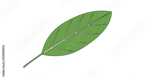A simple green leaf with visible veins and a central stem against a white background representing nature