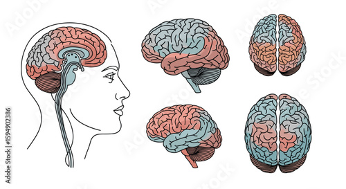 Anatomical illustrations of the human brain showing different lobes and regions in profile and superior views for educational purposes