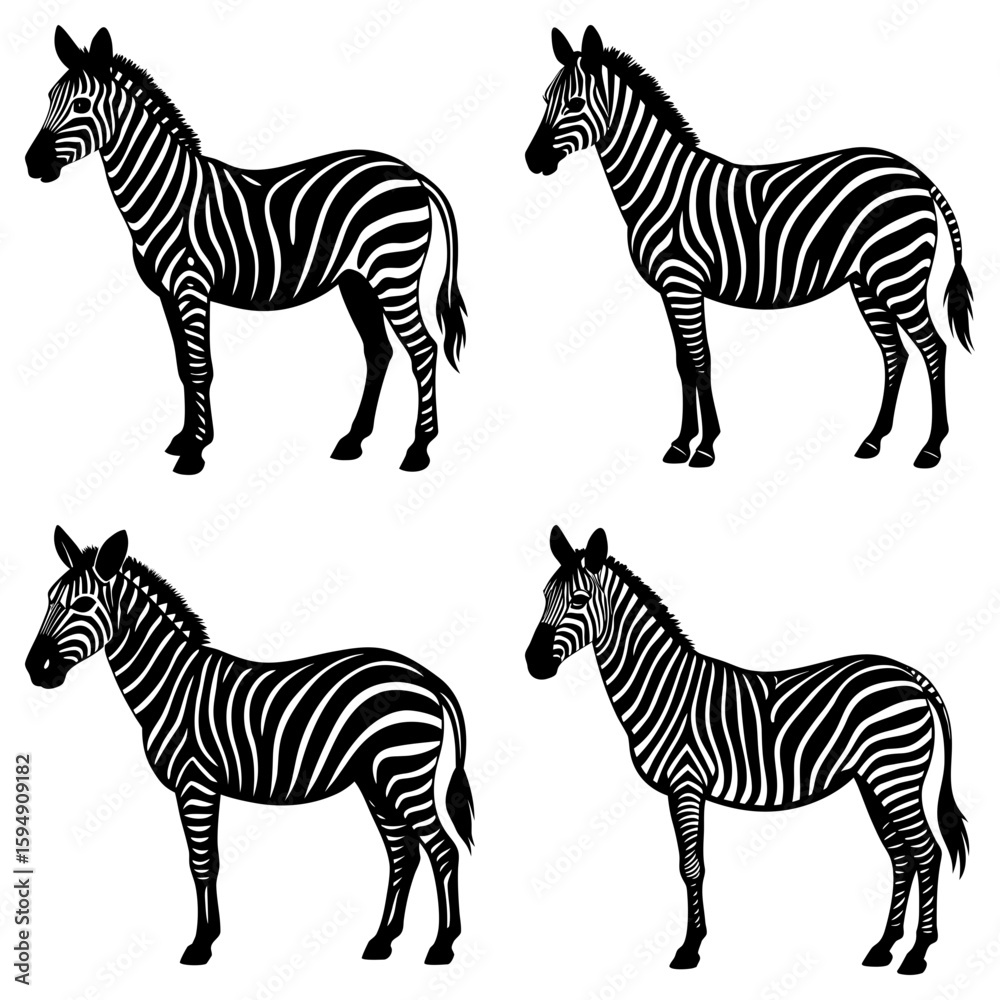 Fototapeta premium Four zebras standing in a group with black and white stripes in a symmetrical arrangement on white