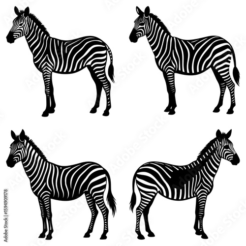 Four zebras standing in different positions with black and white stripes illustration vector art