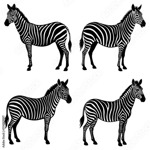 Four zebras standing in different poses with black and white stripes on a white background illustration