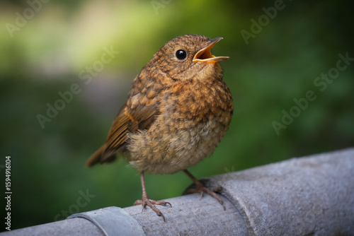 Tableau sur toile Juvenile European Robin singing on fence in Codnor, Derbyshire, England