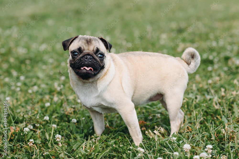Obraz premium cute small cream pug walks on green grass in summer park in summer day, dogwalking concept