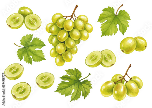 Vector watercolor Shine Muscat / 水彩テイストのシャインマスカットイラスト