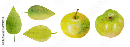 Vector watercolor apples and leaves clipart in green and yellow tones.