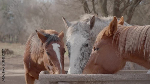  HORSES DRINKING WATER AND MOVING EARS