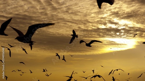 In the afternoon, in the golden sky, flocks of seagulls fly freely in the warm air.