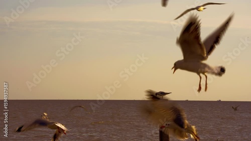 Seagulls fleeing the cold to Asia Thailand
In the late afternoon, in the hot weather, a flock of seagulls flew around the sea shore.