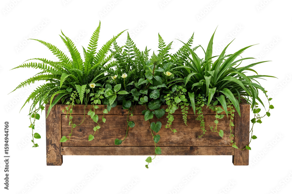 Εκτύπωση καμβά A rustic wooden planter box brimming with ferns and delicate vines a miniature g
