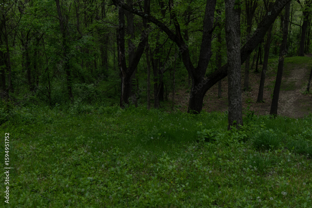 Naklejka premium Exploring the Diversity of Temperate Forests