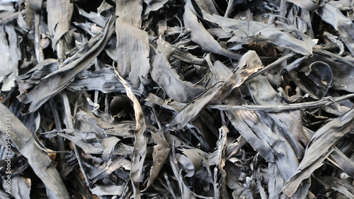 Burnt bamboo leaves ash texture