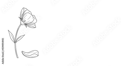 Flower with fallen petal illustration on white background
